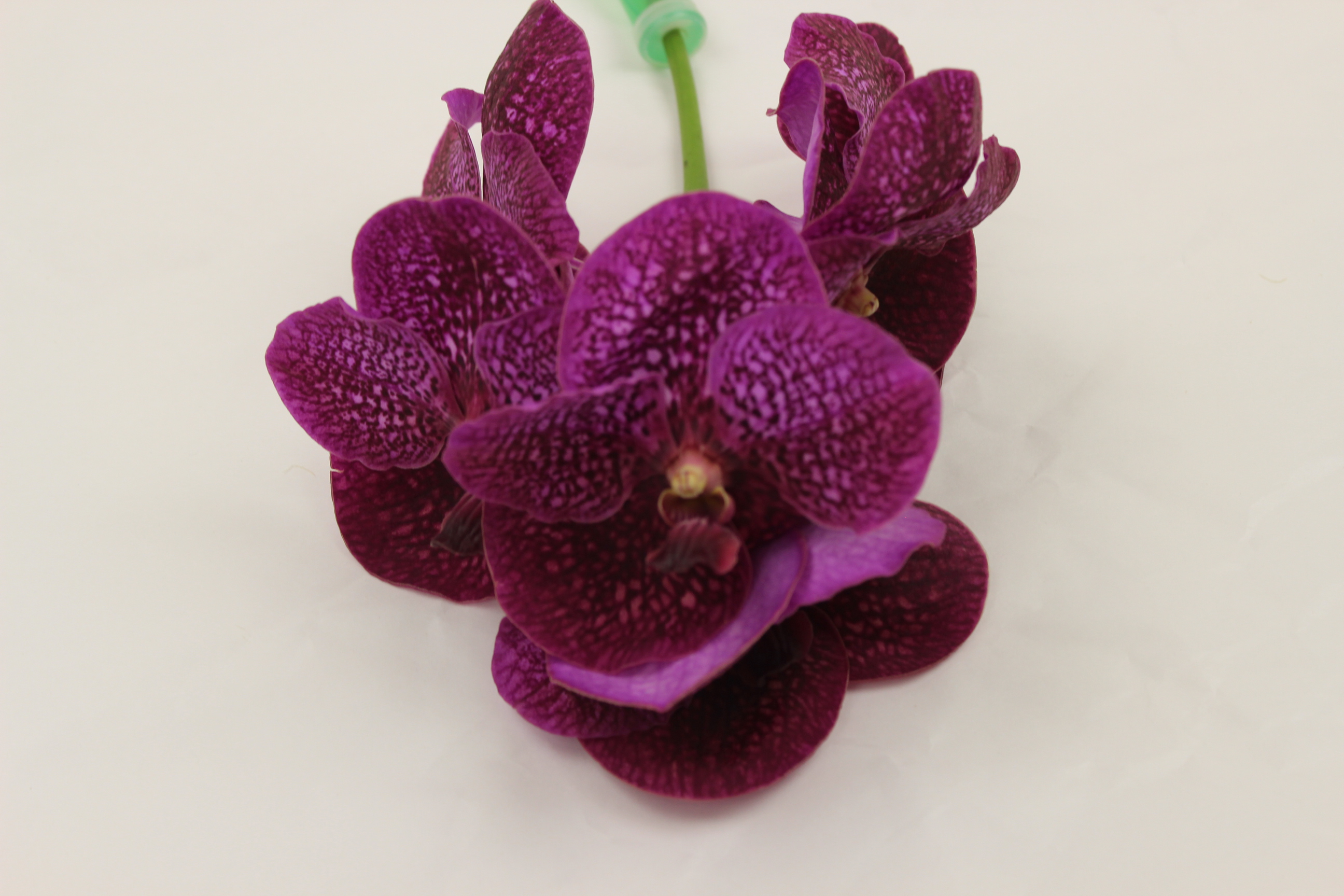 バンダ ピンクスペックル | FLORE21